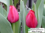 [Miss France 2 (left,lighter tulip).JPG]